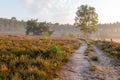 a pathway in the middle of a grassy field near a wooded area Royalty Free Stock Photo