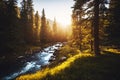 Tranquil peaceful forest landscape with water stream in summer sunset