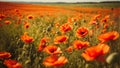 Tranquil peaceful landscape with red poppies. Beauty of nature background Royalty Free Stock Photo