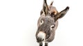 a grey donkey on white background is looking up Royalty Free Stock Photo