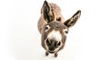 a grey donkey on white background is looking up Royalty Free Stock Photo