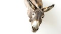 a grey donkey on white background is looking up Royalty Free Stock Photo