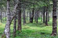 Slender trunks and green carpet understory define tranquil Scandinavia pine forest