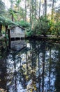 Tranquil pond in an autumn forest in the Dandenong Ranges, Australia Royalty Free Stock Photo