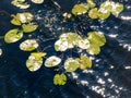 Tranquil pond covered with green lily pads Royalty Free Stock Photo