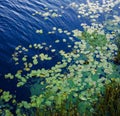 Tranquil pond covered with green lily pads Royalty Free Stock Photo