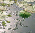 Tranquil pond covered with green lily pads Royalty Free Stock Photo