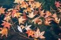 Tranquil pond features a vibrant display of autumn foliage, with a multitude of colorful leaves Royalty Free Stock Photo