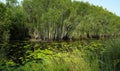 Tranquil pond in lush greenery. Sustainable water ecosystems and forests in nature. Lotus-filled pond in dense, leafy forest