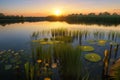 A tranquil pond surrounded by reeds and lily pads, the sun setting over the water Royalty Free Stock Photo