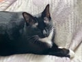 Tranquil Portrait of a Beautiful Black and White Adult Siamese Cat: A Feline with Cute Face Resting on Fluffy Plaid Royalty Free Stock Photo