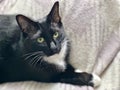 Tranquil Portrait of a Beautiful Black and White Adult Siamese Cat: A Feline with Cute Face Resting on Fluffy Plaid Royalty Free Stock Photo