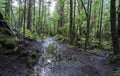 Tranquil Rainforest: Serene Green Wilderness with Mire