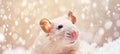 Tranquil rat in a cozy kitchen close up on graceful rodent with cheese on table Royalty Free Stock Photo