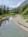 Tranquil Reflections: Clear Stream Nestled Among a Forest of Trees