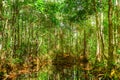 Tranquil Reflections of a Dense Green Forest in the Okefenokee Swamp Park, Georgia, Florida, US, Sunlight filtering