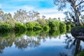 Tranquil reflections of trees in river water surface with Eucalyptus gum trees against blue sky