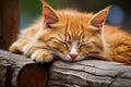 Tranquil Resting. Gorgeous Tabby Cat Indulgently Dozing Amidst Scenic Outdoor Surroundings