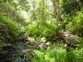 Tranquil Rivier in a Forrest Background