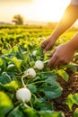 In a tranquil rural landscape, a farmer gently pulls turnips from the earth, their dew-covered leaves shimmering in the