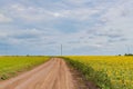 Tranquil Rural Scene with Endless Sunflower Field Beneath Blue Sky Royalty Free Stock Photo