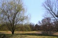 tranquil rural water pond southern weeping willow trees garden estate landscaping Royalty Free Stock Photo