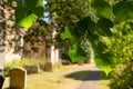 Tranquil scene of autumn green leaves seen hanging from a cemetery tree.