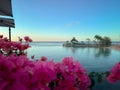 Tranquil scene of a beach at sunset, with a beautiful array of vibrant flowers in the foreground