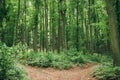 Tranquil scene in the deep green beech forest with a path trail outdoors. Fork road and junction concept