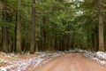 Empty dirt road in green forest Royalty Free Stock Photo