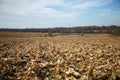 Tranquil scene of dry cornfield after harvest