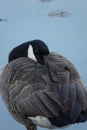 Serene Slumber: Canada Goose Perched on a Rock Royalty Free Stock Photo