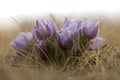 Tranquil scene of a field of lush green grass with Crocuses blooming in the spring