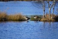 Tranquil scene of a flock of ducks swimming in a lush lake surrounded by lush grass