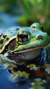 Tranquil scene: Green frog Rana esculenta enjoys the water\'s embrace.