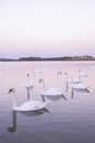 Tranquil scene group of swans swimming in nature lake in morning.swans background with reflection swans are peach and love symbol