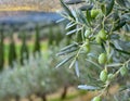 tranquil scene with an olive tree, its branches laden with ripe olives, all bathed in the soft, golden hues of a setting sun