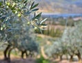 tranquil scene with an olive tree, its branches laden with ripe olives, all bathed in the soft, golden hues of a setting sun