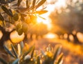 tranquil scene with an olive tree, its branches laden with ripe olives, all bathed in the soft, golden hues of a setting sun