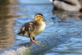 a duck sitting on a pipe near other ducks and ducks