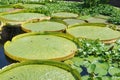 Tranquil scene of a pond surrounded by royal water lily leaves floating on the surface