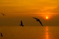 Tranquil scene with seagull flying Royalty Free Stock Photo