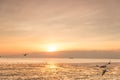 Tranquil scene with seagull flying on sunset Royalty Free Stock Photo