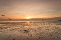 Tranquil scene with seagull flying on sunset Royalty Free Stock Photo