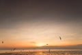 Tranquil scene with seagull flying on sunset Royalty Free Stock Photo