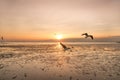 Tranquil scene with seagull flying on sunset Royalty Free Stock Photo