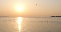 Tranquil scene with seagull flying at sunset