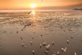 Tranquil scene with seagull flying at sunseton Royalty Free Stock Photo