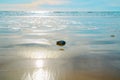 Tranquil scene. Seashell on the beach in a sunny day. Beautiful blue seascape with cloudy sky