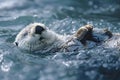 Tranquil scene a serene sea otter peacefully floating on its back in softly illuminated ocean waves Royalty Free Stock Photo